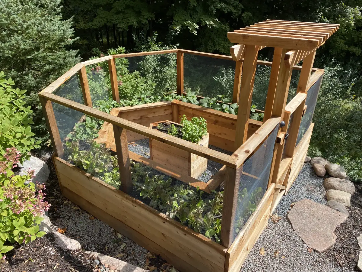 Planted raised garden beds enclosed by wood framing and mesh
